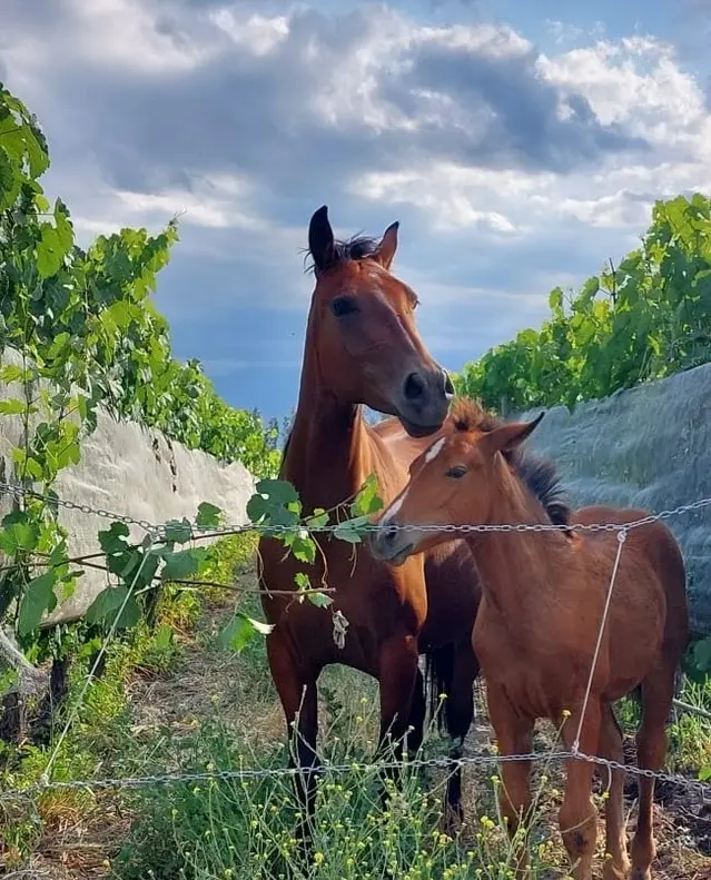 SUSTENTABILIDAD 1_webp